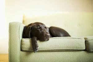 Mennyi ideig biztonságos a kutyát egyedül hagyni? Kutyaápolási tippek