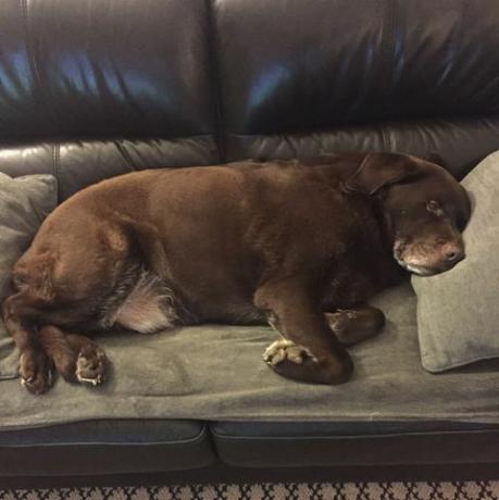 ScS - perros que se apoderan del sofá
