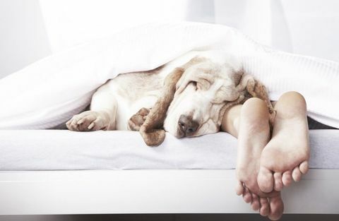 الراحة ، سلالة الكلب ، الكلب ، كارنيفور ، اصبع القدم ، الكلب الرفيق ، كلبيات ، النوم ، الوحيد ، القدم ، 