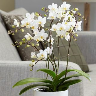 Güve orkide ( sin. Phalaenopsis Yumuşak Bulut )