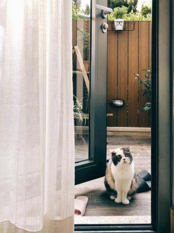 แมวนั่งข้างประตูที่บ้าน