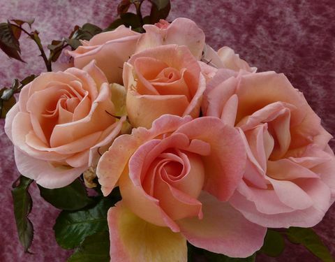Barnardos-Harkness-Sweet-Syrie-růže