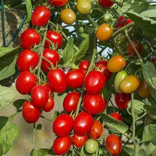 Pomidor „Romello” Hybryda F1