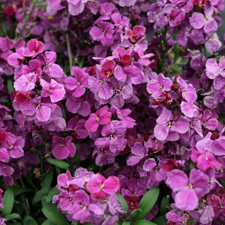 Wallflower 'Sugar Rush Púrpura Bicolor' F1