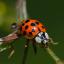 Asian Lady Beetles er den dårlige versjonen av marihøner - Slik blir du kvitt dem