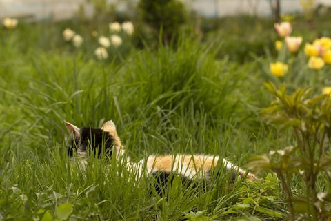 Balta katė su raudonomis ir juodomis dėmėmis guli žalioje žolėje