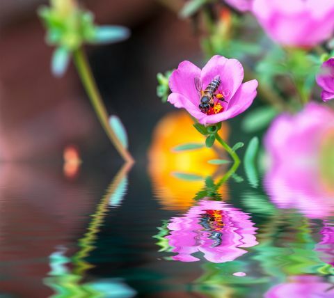 ภาพระยะใกล้ของดอกไม้สีชมพูบานสะพรั่งในน้ำ