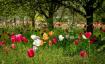 Bästa brittiska trädgårdar att besöka i sommar rRvealed