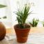 Topp 5 potteplanter å ta vare på innendørs denne vinteren