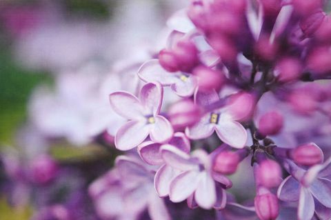 花びら、紫、花、紫、ピンク、彩度、ラベンダー、顕花植物、花、マゼンタ、 