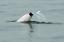 Golfinhos cor-de-rosa raros retornam a Hong Kong depois que o tráfego de balsas diminui