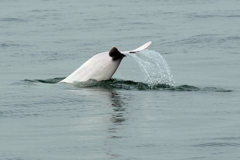 hong kong behoud milieu dier dolfijn