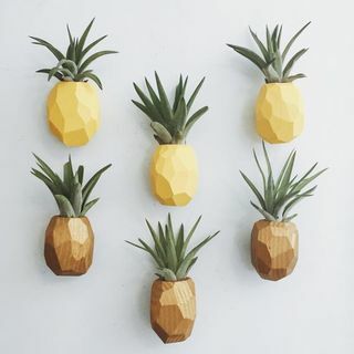 Ananas-Luftpflanzen-Magnete