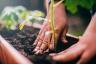 Садоводство без раскопок: Руководство Чарльза Даудинга по запрещению раскопок