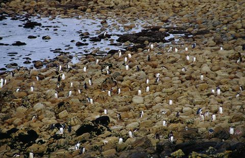 Пингвины Папуа (Pygoscelis Papua) на мысе Тамар.