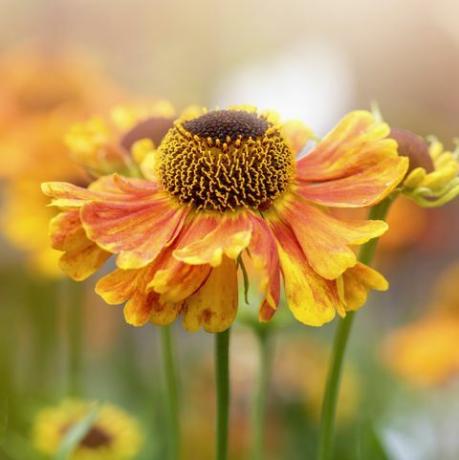 vacker sommarblomning, orange heleniumblommor även känd som vanligt nysta, falsk solros, Helens blomma, gul stjärna