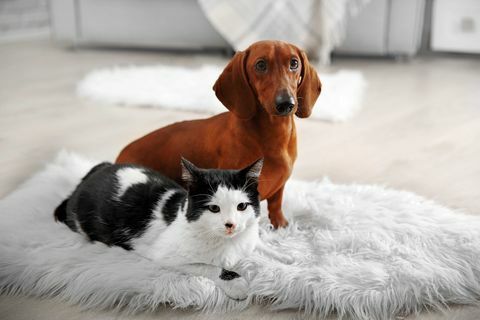 Chien et chat sur tapis