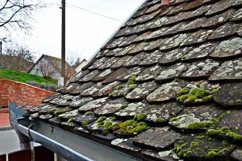 الطحلب ينمو على السقف الأردوازي للمنزل
