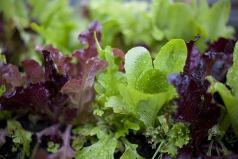 < p> < i> < strong> De ce are nevoie: </strong> </i> Salatele mixte pentru copii sunt foarte ușor de cultivat din semințe, deși nu vor germina dacă este prea cald. Dacă este încă sufocant, plantați în locuri mai umbroase sau acoperiți cârpa de umbră peste rânduri. Păstrați solul umed pentru a reduce temperatura solului. Udarea manuală răcorește verdele în zilele toride. Salata crește bine și în recipiente, spune McCrate. </p> < p> < i> < strong> Soiuri de încercat: </strong> </i> Arugula Surrey sau orice amestec de mesclun care include salată roșie și verde. Pentru salata verde, încercați transplanturi de densitate de iarnă sau creați Brune d'hiver, un soi de moștenire care rezistă la rece, din semințe. </p>
