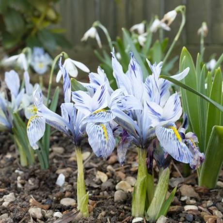 ჯუჯა ირისის ყვავილები კატარინ ჰოჯკინი იზრდება ბაღის ყვავილნარში, დიდი ბრიტანეთი