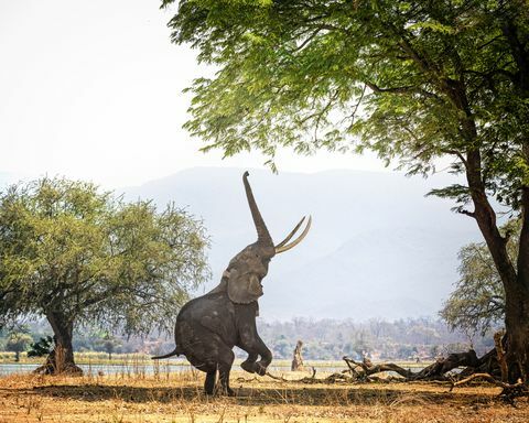 Afrikkalainen norsu Boswell kahdella jalalla Mana Poolsissa, Zimbabwessa