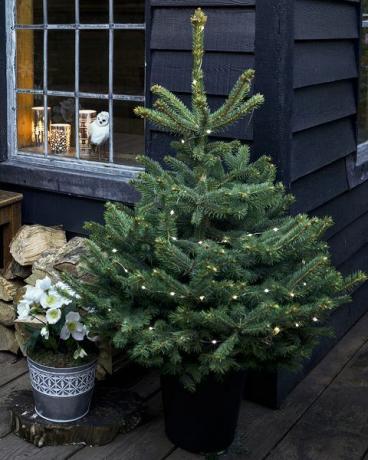 دوبيز وودلاند العجائب وعاء نمت شجرة عيد الميلاد