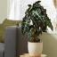 8 din Cele mai valoroase plante de apartament