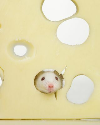 Balta pelė, valganti šveicarišką sūrį