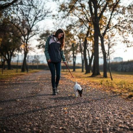 jauna moteris, vaikštinėjanti su Džeko Ruselo terjeru viešajame parke saulėlydžio metu