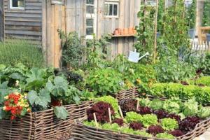 Köksträdgårdar: 12 sätt att dra nytta av