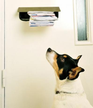 Jack Russell and the Post