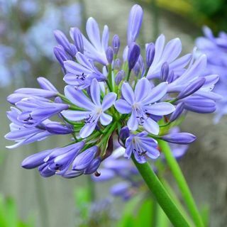 Agapanthus " Dokter Brouwer"