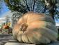 Tre af de største græskar i det nordøstlige USA er udstillet i New Yorks botaniske have