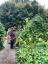 Michael Twitty luo uudenlaisen puutarhan Colonial Williamsburgiin