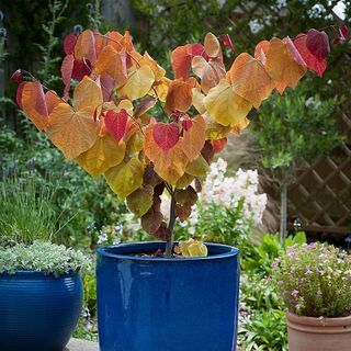 Cercis Canadensis „Eternal Flame”®