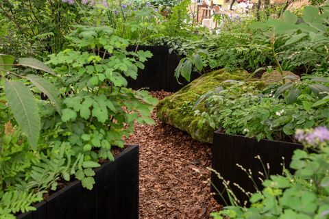 Chelsea Flower show 2022 wszystko o roślinach w ogrodach