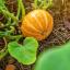5 розумних способів використовувати залишки гарбуза в саду