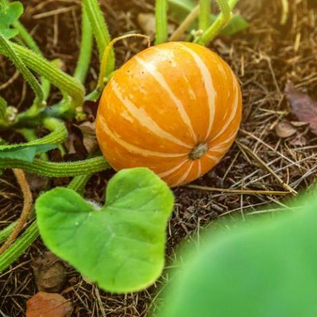 बड़ा नारंगी कद्दू बगीचे में बिस्तर पर बढ़ रहा है, जैविक सब्जियां फसल देश शैली पर शरद ऋतु गिरावट का दृश्य स्वस्थ भोजन शाकाहारी शाकाहारी शिशु आहार अवधारणा स्थानीय उद्यान स्वच्छ भोजन का उत्पादन करता है