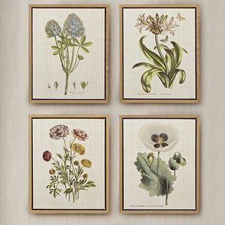 Conjunto de arte de botánica a base de hierbas