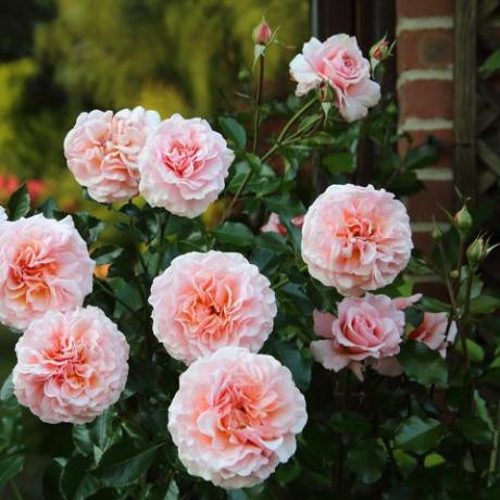voňavé růžové růže rostoucí v anglické zahradě