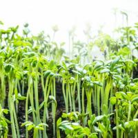 7 vegetais de crescimento rápido para semear agora