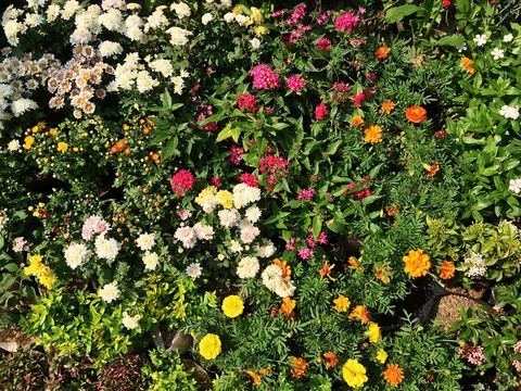 Свіжі квіти та рослини в саду
