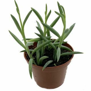 Vishaak Succulent 