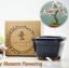 Amazon pārdod DIY, audzējiet savu ķiršu ziedu pundurkociņu komplektu par 13 USD - pundurkociņu komplekts