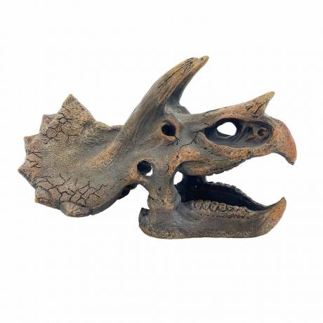 Dino Fossil bordsdekor 