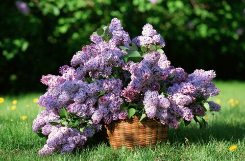 Planta, púrpura, arbusto, flor, lavanda, planta leñosa, jardín, violeta, cesta, planta con flores, 