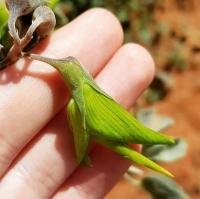 Australiens grüne Vogelblume hat kolibri-förmige Blüten