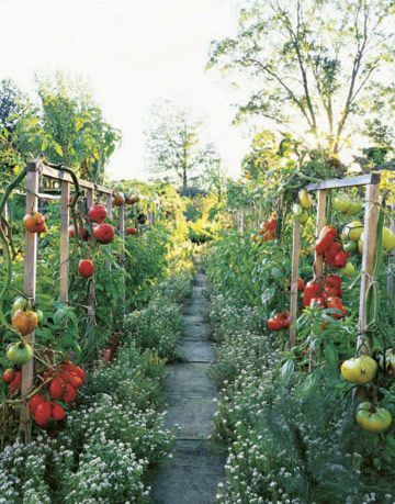 Záhrada, botanika, ker, produkcia, plantáž, jednoročná rastlina, botanická záhrada, skleník, ovocný strom, prírodné potraviny, 