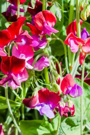 fleurs de pois de senteur dans le jardin