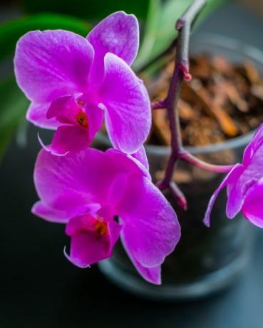 lyserød orkidé i en gryde